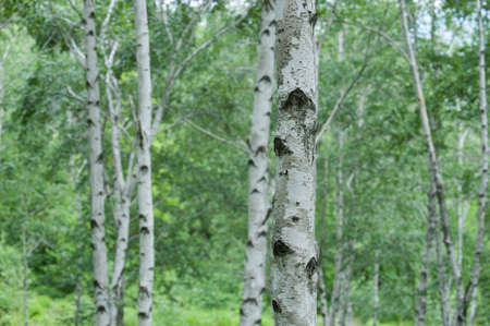Spring birch forestの写真素材