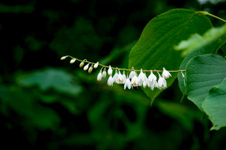 Shying white flowerの写真素材