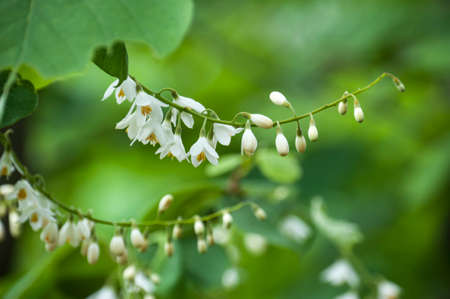 pure flowersの写真素材
