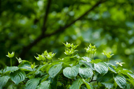 Flowers which is facing skyの写真素材