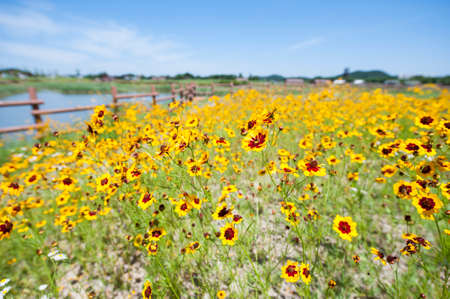 summer flowerの写真素材