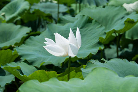 Blooming white lotusの写真素材