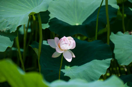 Blooming pink lotusの写真素材