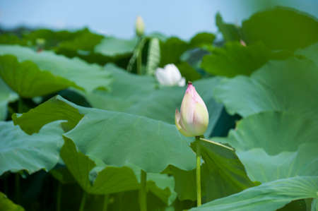 Blooming pink lotusの写真素材