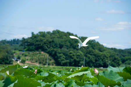 Flying bird on the lotusの写真素材