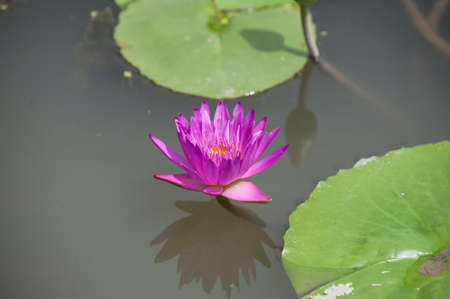 Blooming pink lotusの写真素材