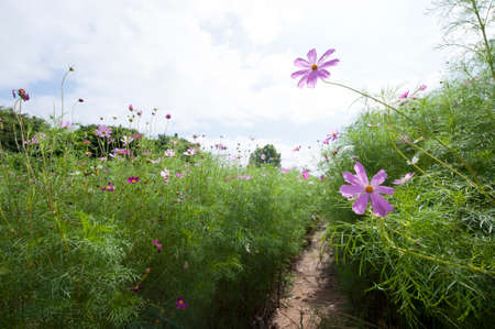 Blooming cosmosの写真素材