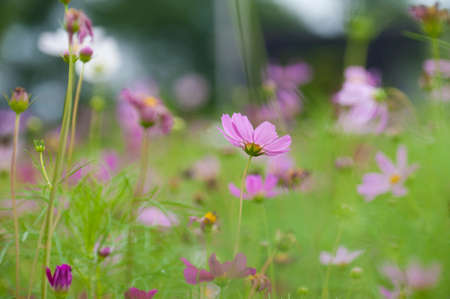 Blooming cosmosの写真素材