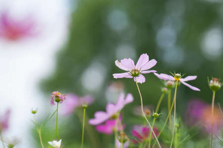 Blooming cosmosの写真素材