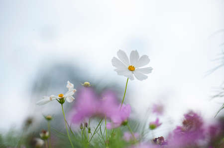 Blooming cosmosの写真素材