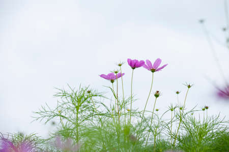 Blooming cosmosの写真素材