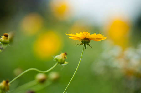 Blooming yellow chrysanthemumの写真素材