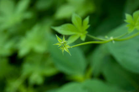 green forestの写真素材