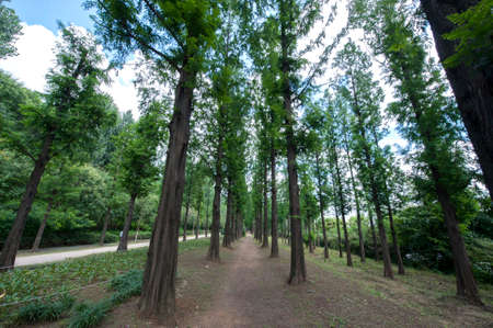 green forestの写真素材