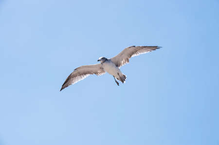 Flying seagull against the blue sky backgroundの写真素材