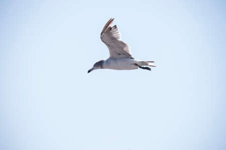 Flying seagull against the blue sky backgroundの写真素材