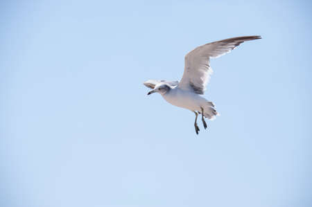 Flying seagull against the blue sky backgroundの写真素材
