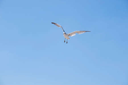 Flying seagull against the blue sky backgroundの写真素材