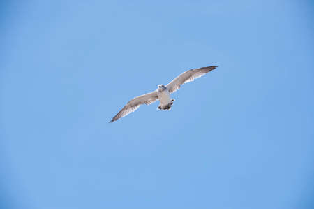 Flying seagull against the blue sky backgroundの写真素材