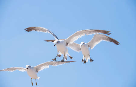 Flying seagulls against the blue sky backgroundの写真素材
