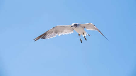 Flying seagull against the blue sky backgroundの写真素材