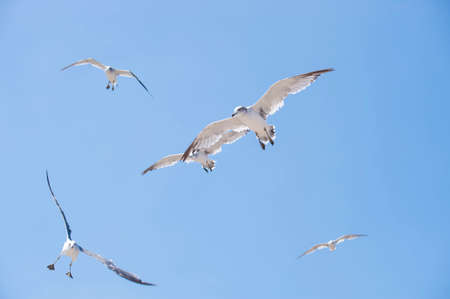 Flying seagulls against the blue sky backgroundの写真素材