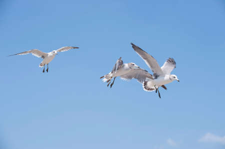 Flying seagulls against the blue sky backgroundの写真素材