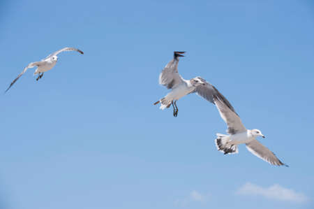 Flying seagulls against the blue sky backgroundの写真素材