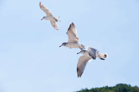Flying seagulls against the blue sky backgroundの写真素材