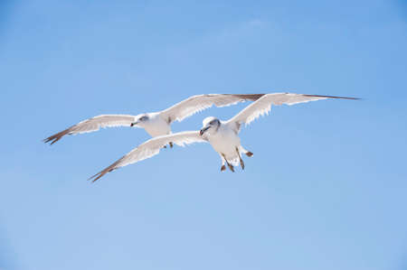 Flying seagulls against the blue sky backgroundの写真素材
