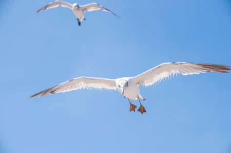 Flying seagulls against the blue sky backgroundの写真素材