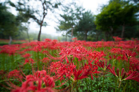 Red Spider Lily Habitatの写真素材