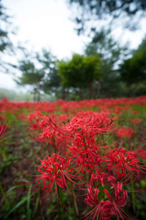 Red Spider Lily Habitatの写真素材
