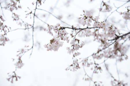 Cherry Blossomの写真素材