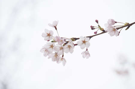 Cherry Blossom
