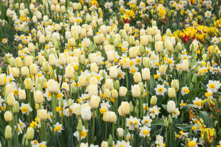 Tulipの写真素材