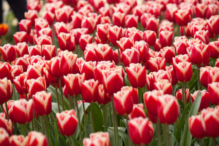 Tulipの写真素材