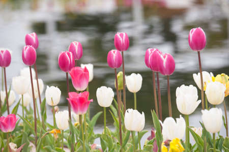Tulip