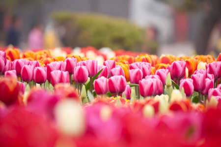 Tulipの写真素材