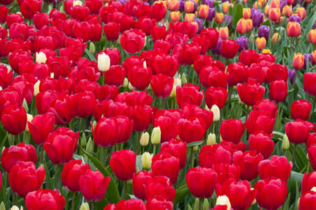 Tulipの写真素材