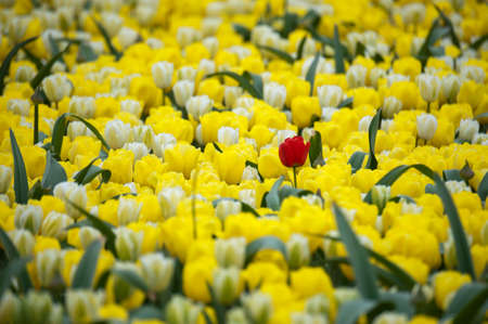 Tulipの写真素材