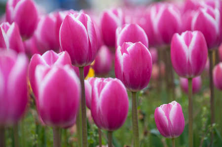 Tulipの写真素材