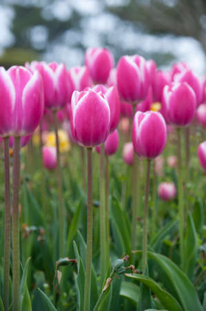 Tulipの写真素材
