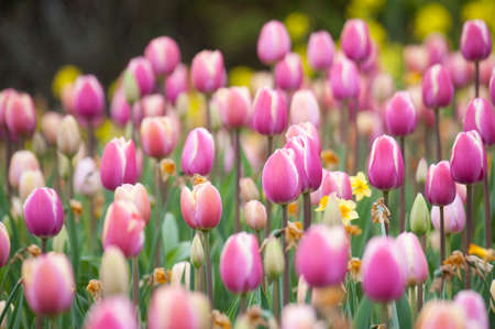 Tulipの写真素材