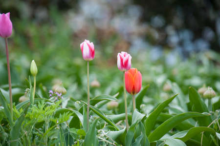 Tulipの写真素材