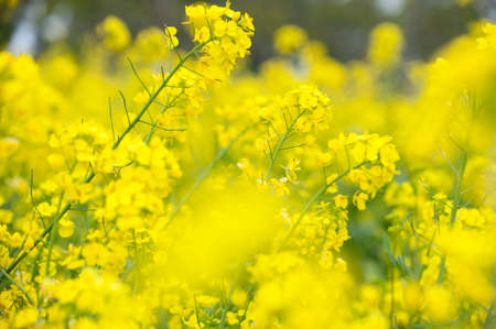rape blossomsの写真素材