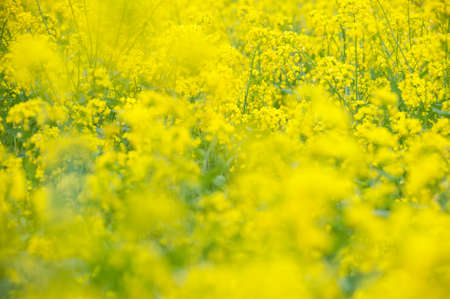rape blossomsの写真素材