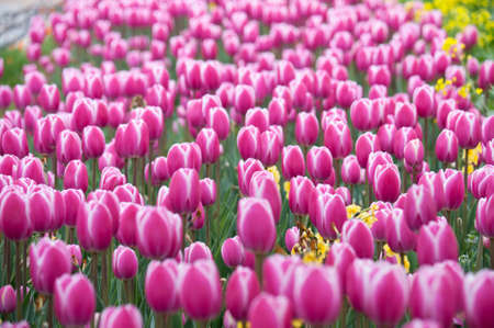 Tulipの写真素材
