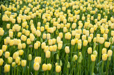 Tulipの写真素材