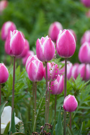 Tulipの写真素材